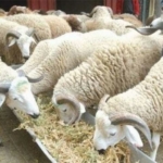 L’aid El Adha achève ce qui reste des économies