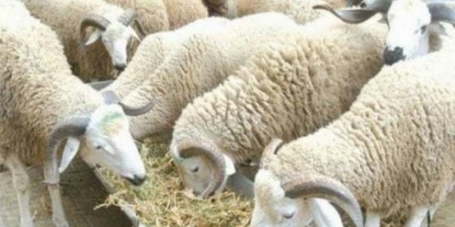 L’aid El Adha achève ce qui reste des économies