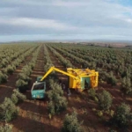 la plus grande exploitation agricole d’oliviers en Algérie