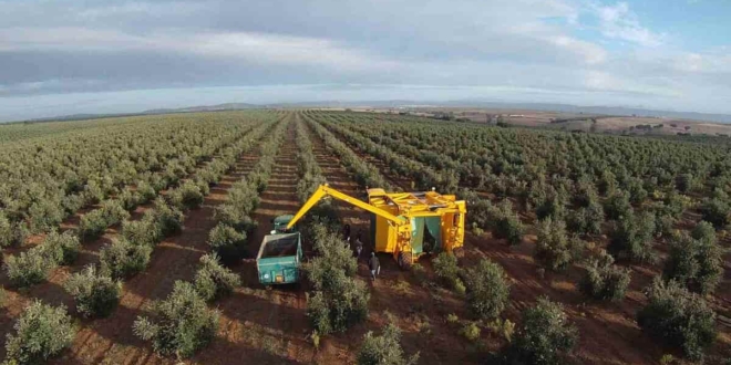 la plus grande exploitation agricole d’oliviers en Algérie