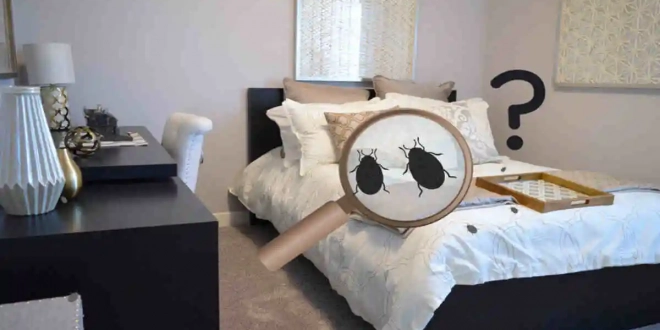 punaises de lit