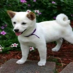 Chiot Shiba Inu