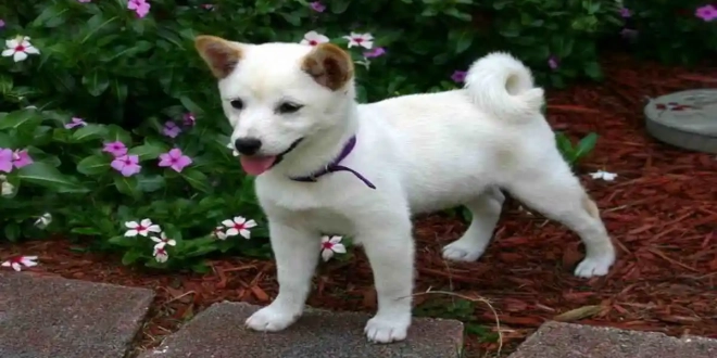 Chiot Shiba Inu